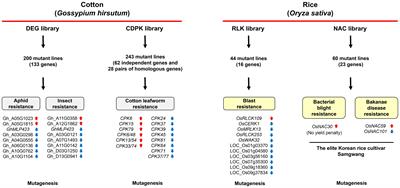 CRISPR/Cas9-based mutant library screening: the discovery of novel genes regulating immune responses in cotton and rice